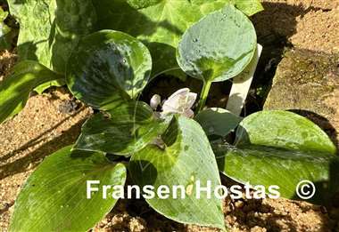 Hosta Blue Ice