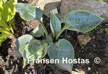 Hosta Blue Ice