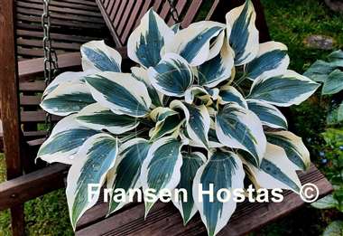 Hosta Blue Ivory