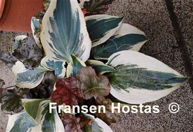 Hosta Blue Ivory