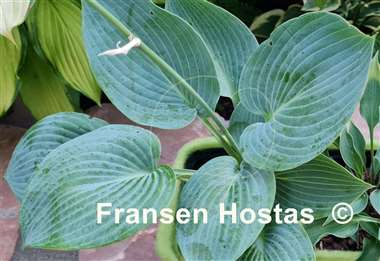 Hosta Blue Jay