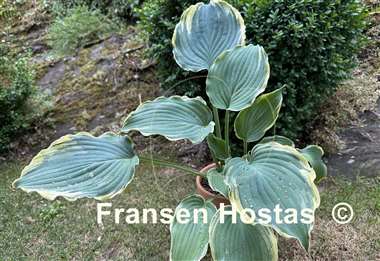 Hosta Blue Jeans Bling