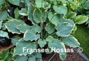 Hosta Blue Jeans Bling