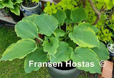 Hosta Blue Jeans Bling