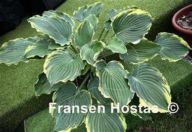 Hosta Blue Jeans Bling