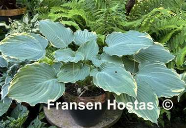 Hosta Blue Jeans Bling