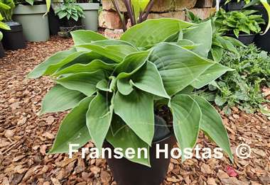 Hosta Blue Lady