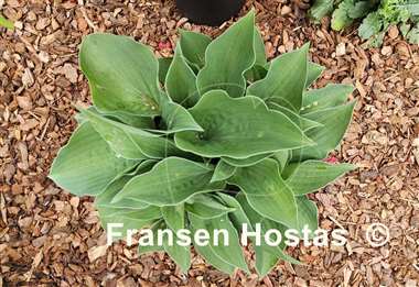 Hosta Blue Lady