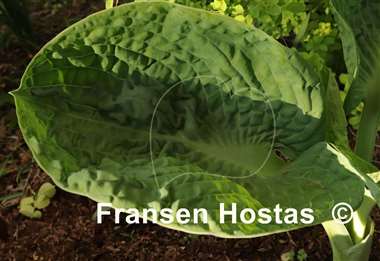 Hosta Blue Lettuce