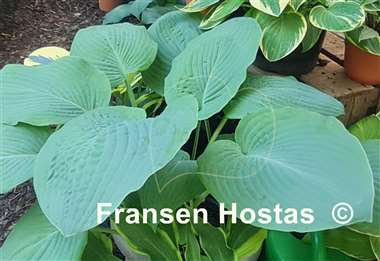 Hosta Blue Mammoth