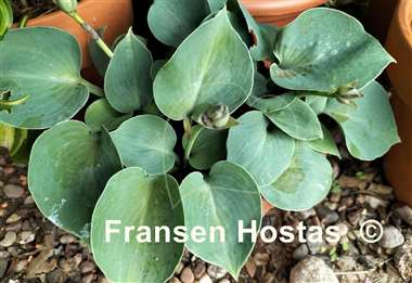 Hosta Blue Monday