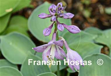 Hosta Blue Monday