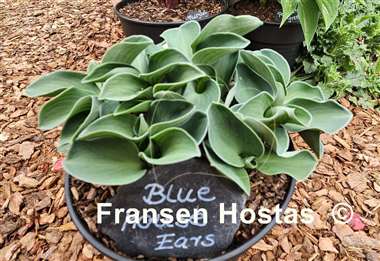 Hosta Blue Mouse Ears