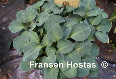 Hosta Blue Mouse Ears