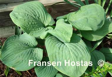 Hosta Blue Perfection