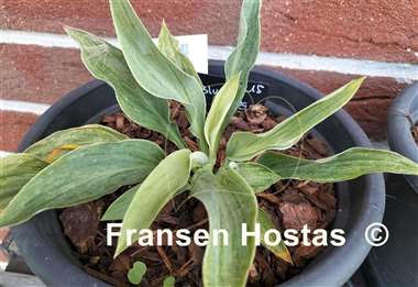 Hosta Blue Phog