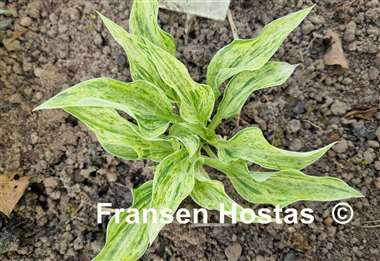 Hosta Blue Phog