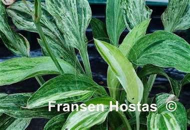 Hosta Blue Phog