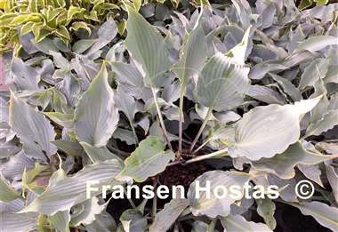 Hosta Blue Ruffles