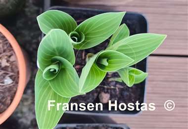 Hosta Blue Skies