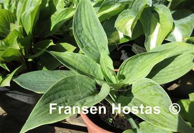 Hosta Blue Tips