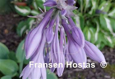 Hosta Blue Tips