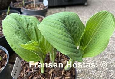 Hosta Blue Tips