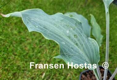 Hosta Blue Waves  