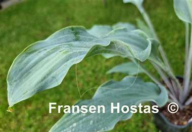Hosta Blue Waves  