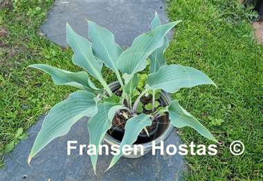 Hosta Blue Waves  