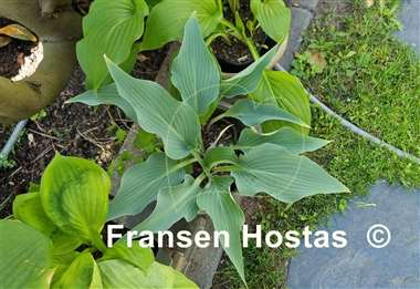Hosta Blue Waves  