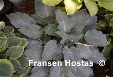 Hosta Blue Wedgwood