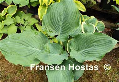 Hosta Blue Wonder