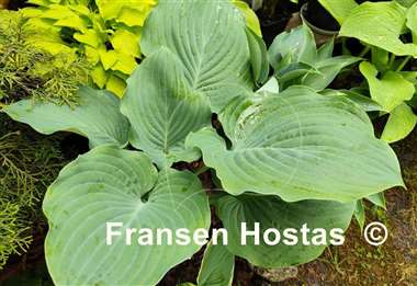 Hosta Blue Wonder