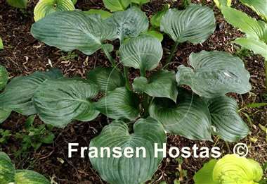 Hosta Blue Wonder