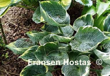 Hosta Blueberry Ala Mode
