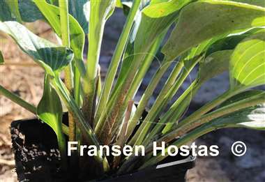 Hosta Blueberry Cobbler