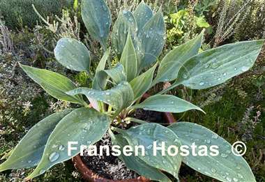 Hosta Blueberry Crumble
