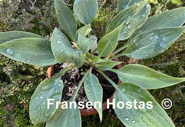 Hosta Blueberry Crumble
