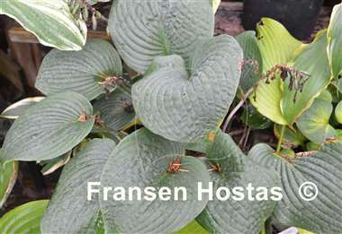 Hosta Blueberry Muffin
