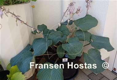 Hosta Blueberry Muffin