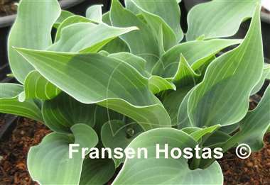 Hosta Bluetini