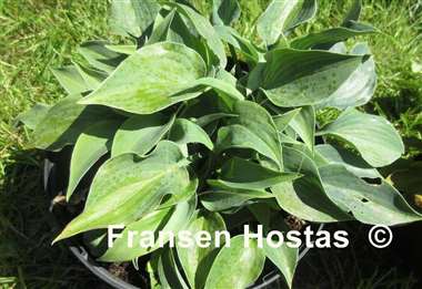 Hosta Bluetini