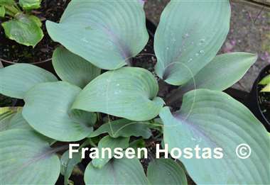 Hosta Blushing Blue