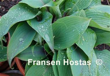 Hosta Blushing Blue