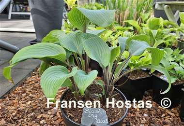Hosta Blushing Blue