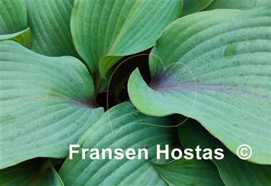 Hosta Blushing Blue