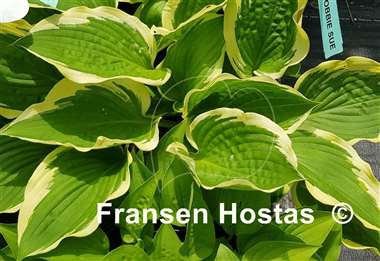 Hosta Bobbie Sue