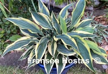 Hosta Bobcat