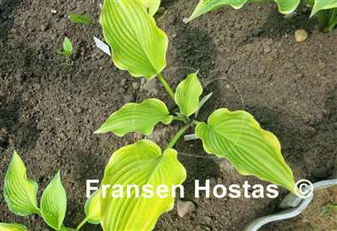 Hosta Bodice Ripper